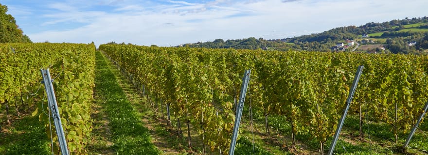 Winnica Wieliczka : dégustation de vin et visite