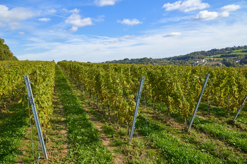 Winnica Wieliczka: Wine Tasting and Tour