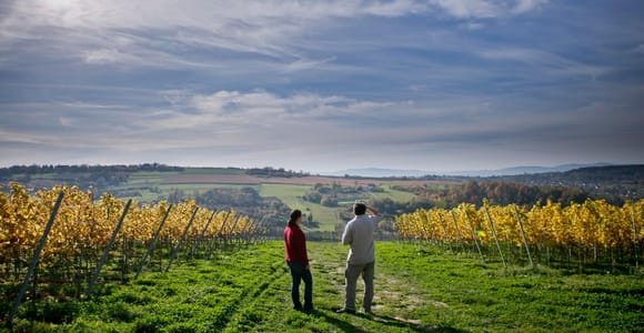 Winnica Wieliczka: Wine and Cheese Tasting and Tour