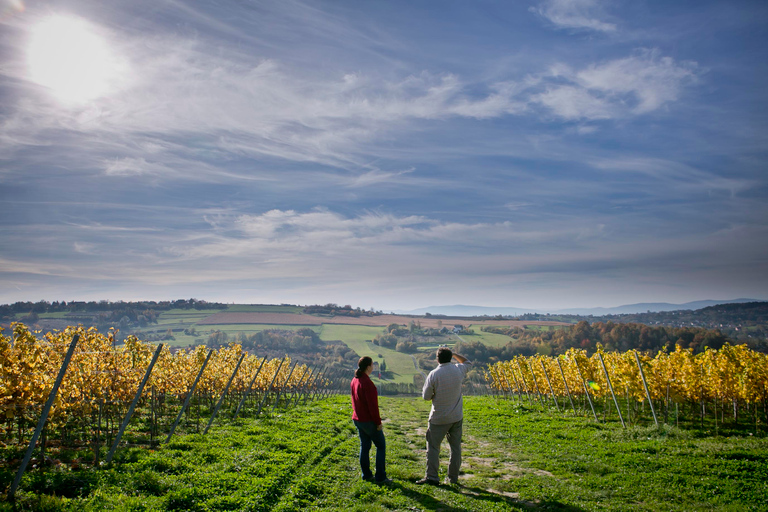 Winnica Wieliczka: Wine Tasting and Tour