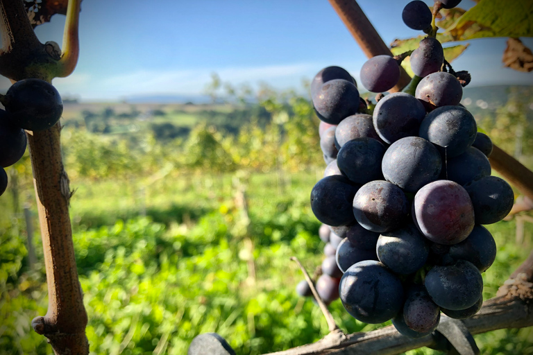 Winnica Wieliczka: Prova de vinhos e visita guiada