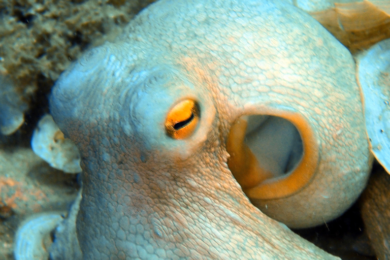 Heraklion: Scuba Diving Experience for First-TimersHeraklion: Scuba Diving for First-Timers, No Pickup