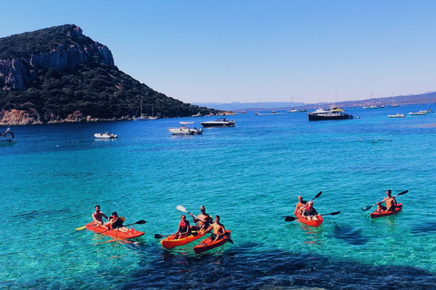 Golfo Aranci: Kayak Tour with Dolphins and Aperitif Morning Experience with Aperitif and Dolphins