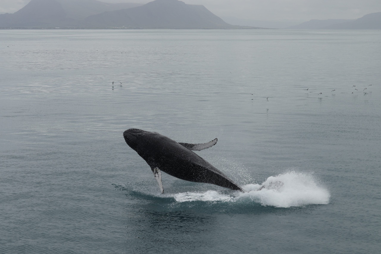 Reykjavik: excursion en bateau d'observation des baleines au meilleur rapport qualité-prix