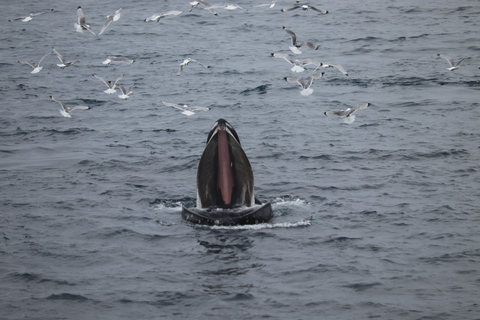 Reikiavik: tour en barco de avistamiento de ballenas con la mejor relación calidad-precio