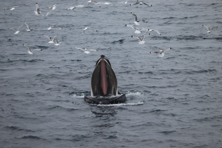 Reikiavik: tour en barco de avistamiento de ballenas con la mejor relación calidad-precio