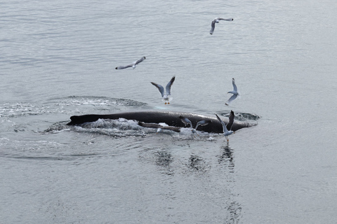 Reykjavik: wycieczka łodzią z obserwacją wielorybów w najlepszej cenie