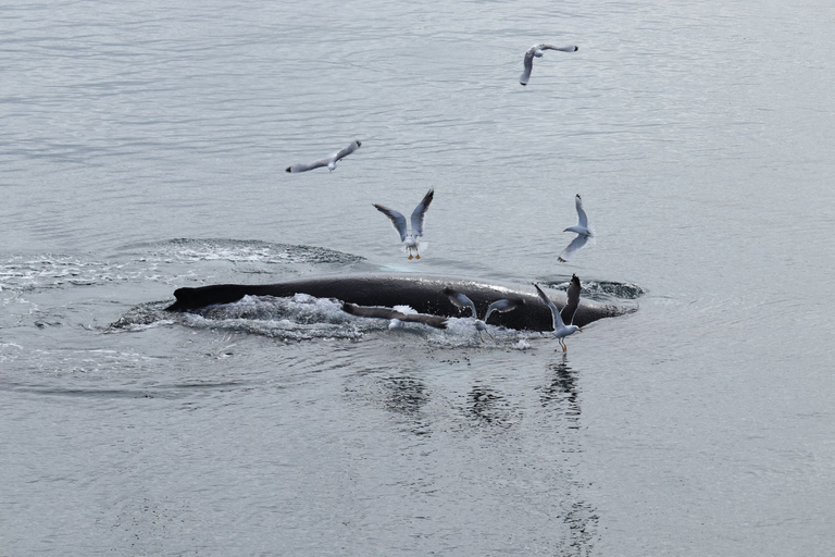 Reikiavik: tour en barco de avistamiento de ballenas con la mejor relación calidad-precio