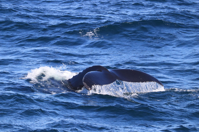 Reykjavik: Best Value Whale Watching Boat Tour