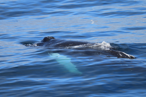 Reykjavik: Best Value Whale Watching Boat Tour