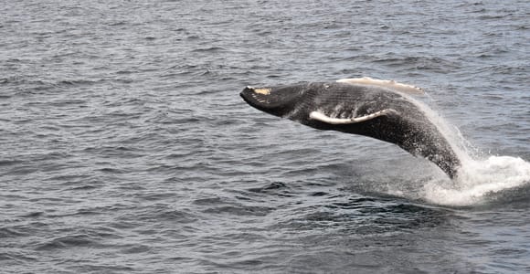 Reykjavik: Best Value Whale Watching Boat Tour