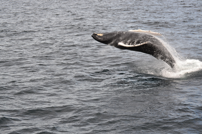 Reykjavik: Best Value Whale Watching Boat Tour