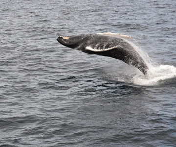Reykjavik: Best Value Whale Watching Boat Tour