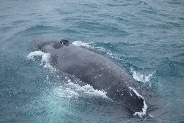 Reykjavik: Best Value Whale Watching Boat Tour