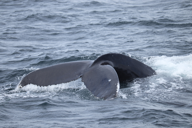 Reykjavik: Best Value Whale Watching Boat Tour