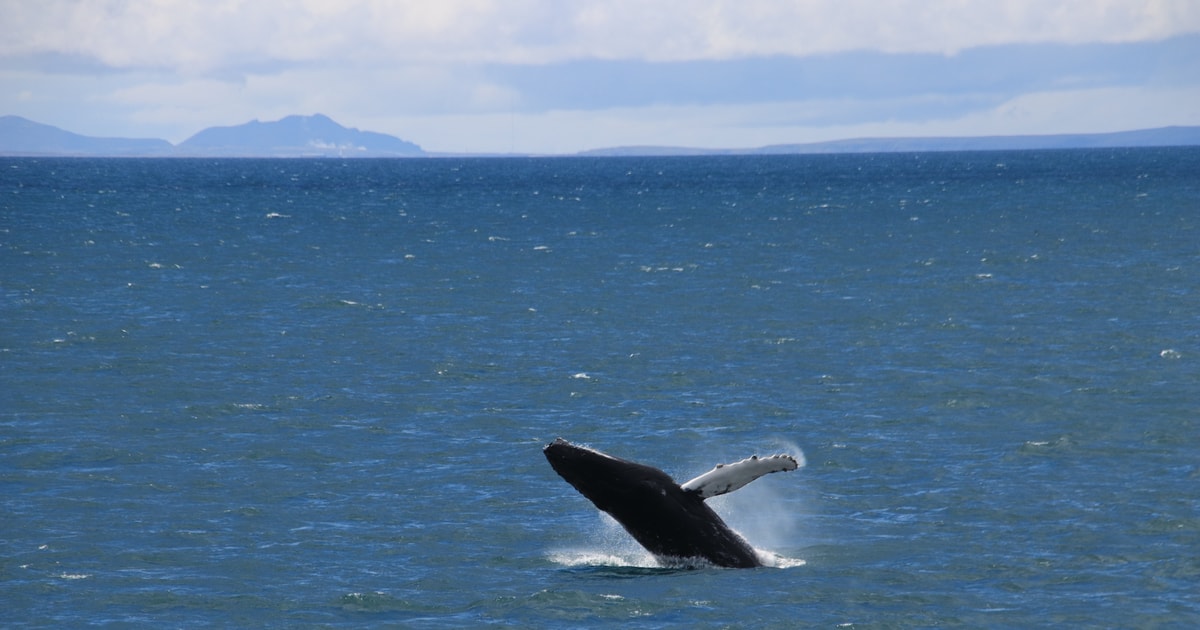 Reykjavik: Excursion En Bateau D'observation Des Baleines Au Meilleur ...