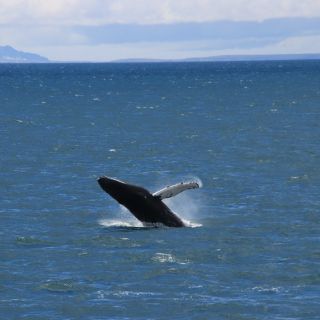 Reykjavik: boottocht om walvissen te spotten met de beste prijs
