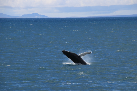 Reykjavik: excursion en bateau d'observation des baleines au meilleur rapport qualité-prix