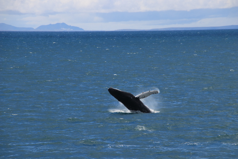 Reikiavik: tour en barco de avistamiento de ballenas con la mejor relación calidad-precio