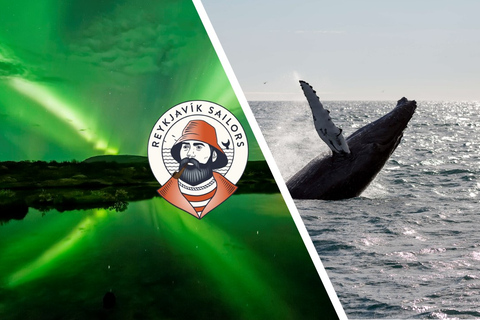 From Reykjavík: Whale Watching and Northern Lights Combo