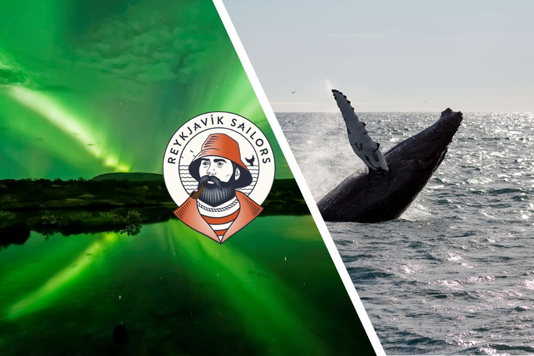 De Reykjavík: observation des baleines et aurores boréales