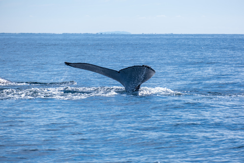 Main Beach: Whale Watching Cruise on the Gold Coast