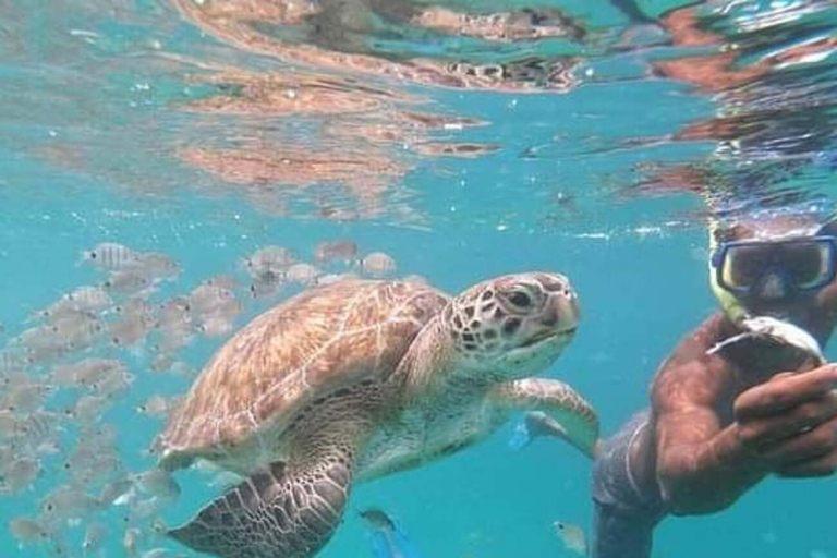 Mindelo: Experiência com tartarugas marinhas