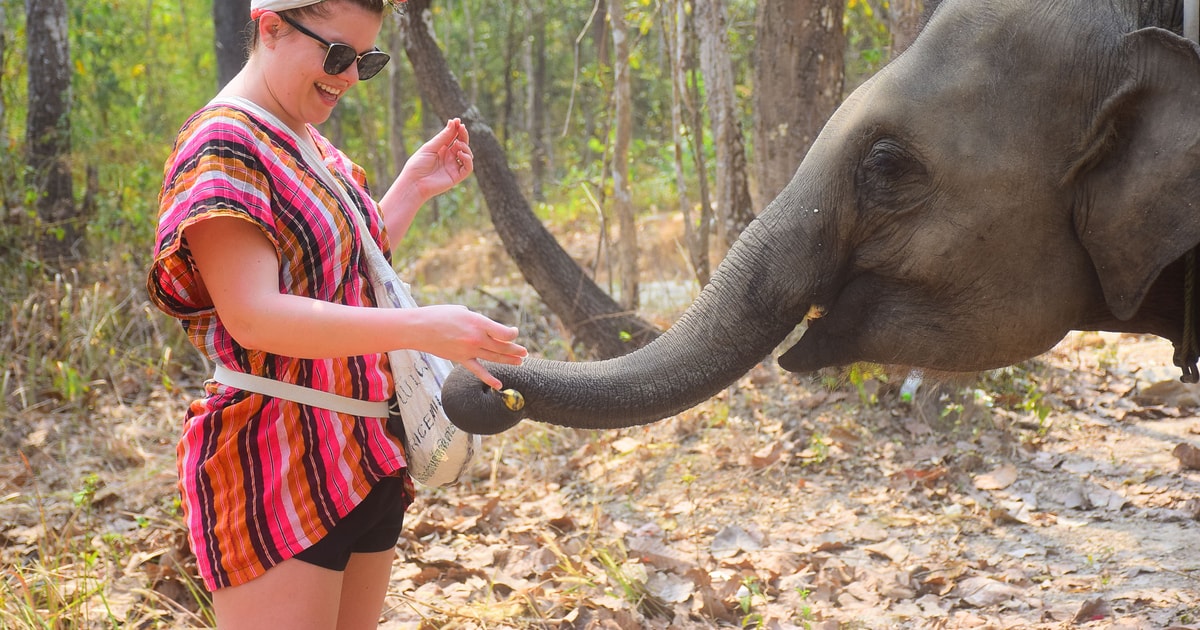 Chiang Mai Elephant Feeding Experience GetYourGuide