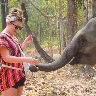 Chiang Mai: Elephant Feeding Experience