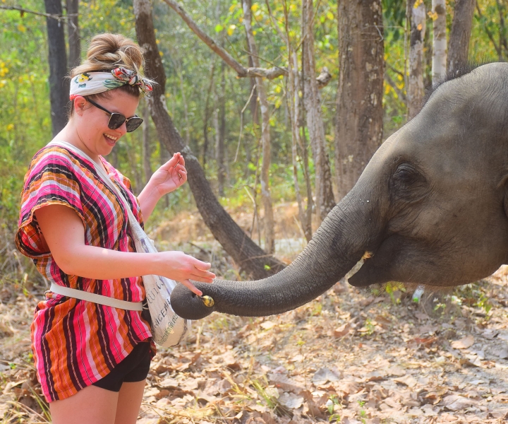 Chiang Mai: Elephant Feeding Experience