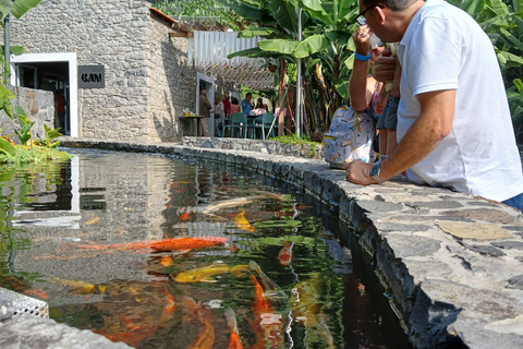 Ponta Do Sol : Madeira Banana Museum guided tour