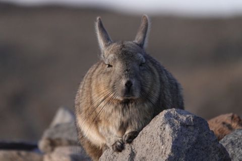 San Pedro de Atacama: Wildtier-Safari und Fotografie-Tour