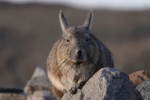 San Pedro de Atacama: Safari da vida selvagem e passeio fotográfico