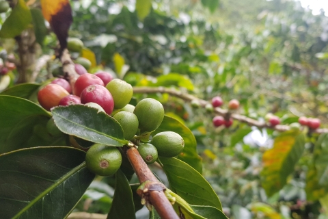 Prywatna wycieczka do Guatape, el Peñol, farmy kawy i owoców