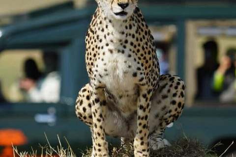 Nairobi National Park Scenic Wildlife-Packed Half-Day safari