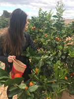 Valencia, Orange Farm et Orchard Voyage avec dégustations - Hizvo