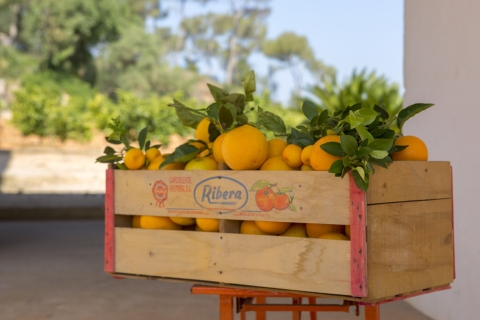 Valence: visite d'une ferme d'orangers et d'un verger avec dégustations