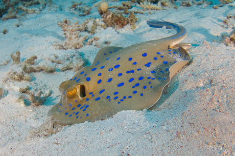 Depuis Dubaï : excursion de plongée et snorkeling à Fujairah