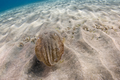 Depuis Dubaï : excursion de plongée et snorkeling à Fujairah