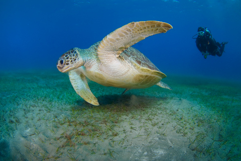 Från Dubai: Halv dags dykning och snorkling i Fujairah