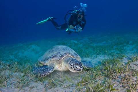 Depuis Dubaï : excursion de plongée et snorkeling à Fujairah