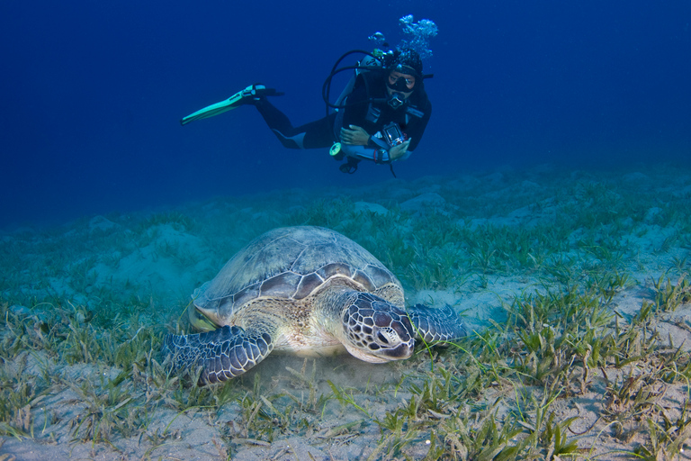 Van Dubai: halve dag snorkelen en scuba duiken in Fujairah