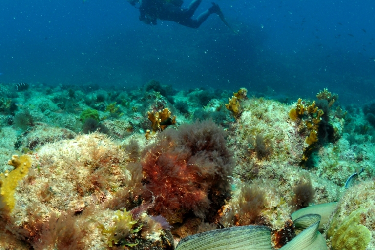 Santa Maria: cours de plongée sous-marine en eau libre au Cap-Vert