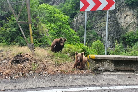 Bucharest: Wild Brown Bears and Dracula's Fortress Tour