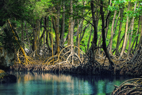 Samaná: Los Haitises nationalpark och ön Cayo LevantadoGrupptur från Samana med mötesplats