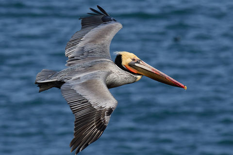 Samaná: Los Haitises National Park &amp; Cayo Levantado IslandGroup Tour from Samana with Meeting Point