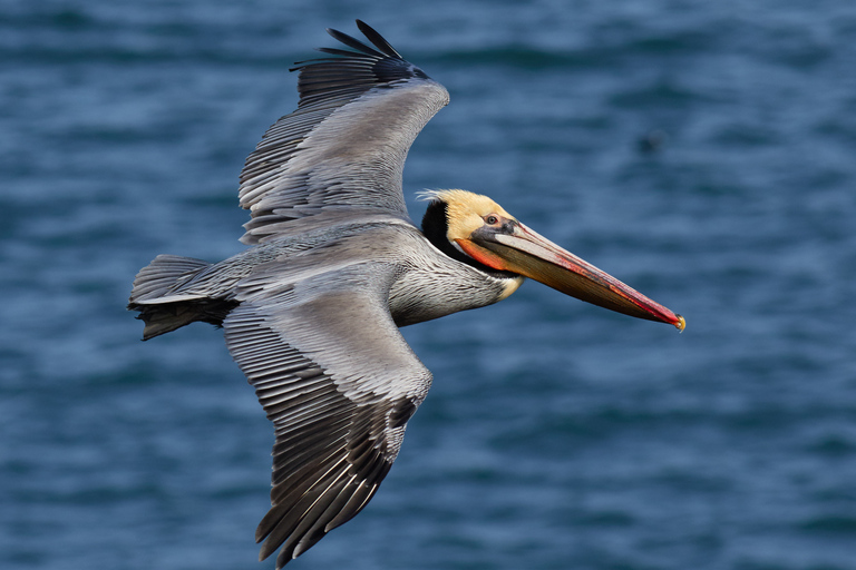 Samaná: Los Haitises nationalpark och ön Cayo LevantadoGrupptur från Samana med mötesplats