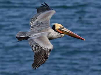 Samaná: Los Haitises National Park & Cayo Levantado Island