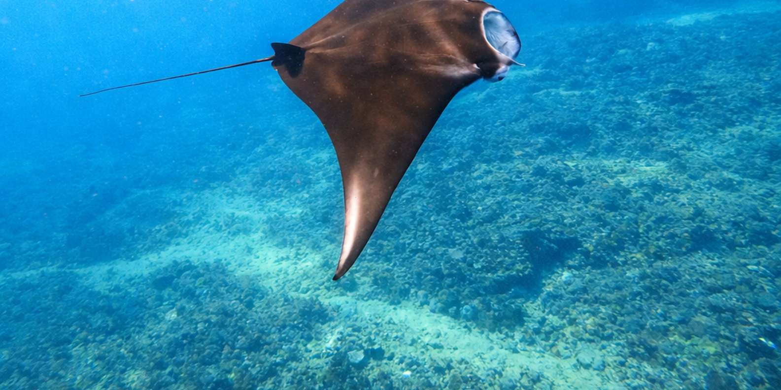 Bali: Private Snorkeling at Manta Point Nusa Penida