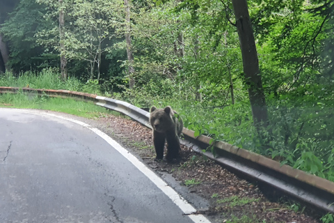 Von Bukarest: Privater Tagesausflug auf die Transfagarasan-Autobahn